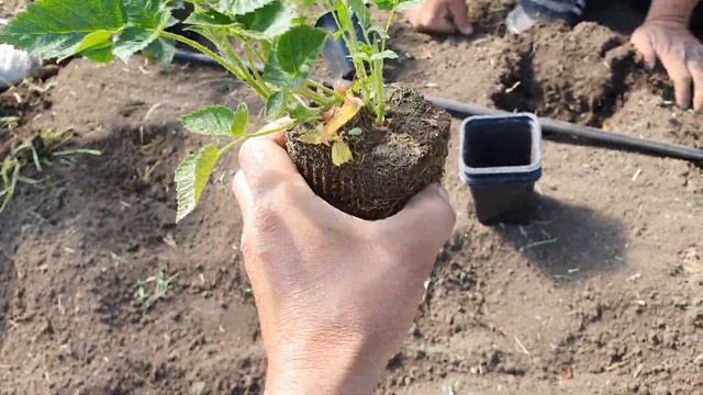 ?Ремонтантный сорт малины Амира. Весенняя посадка саженцев. Перспективный сорт. Увеличиваем площади смотреть онлайн