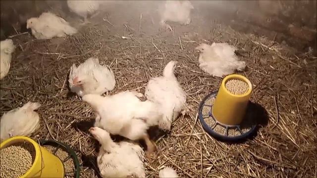 Бройлер РОСС 708 йдемо на рекорд // Знайшлась квочка МАСТЕР ГРЕЙ смотреть онлайн