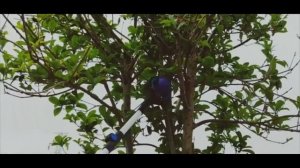 Захват для уборки мусора складной - демонстрация работы