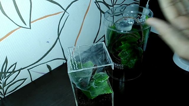 Пересадка 2х пауков-птицеедов смотреть онлайн