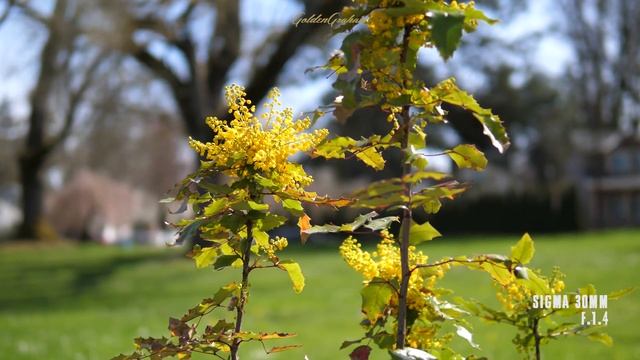 My first Panasonic: 2 weeks with a GH5 // 4K смотреть онлайн