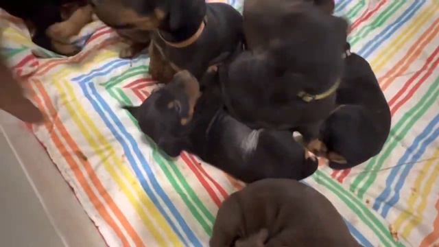 5 weeks old Doberman Puppies from ZEUS & BELLA’s Feb 23, 2022 Litter - Using the Doggie Door смотреть онлайн