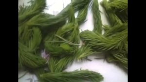 Еловое варенье, jam from the trees.