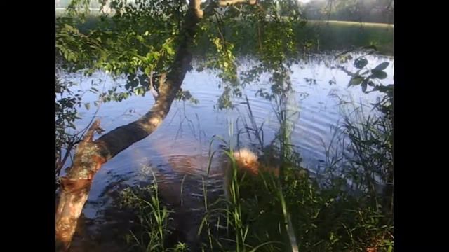 Копия видео Фаня, озеро, лес смотреть онлайн