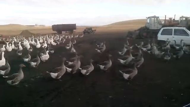 Тамбовский серый гусь в Оренбургской области (купить. 89228698857) смотреть онлайн