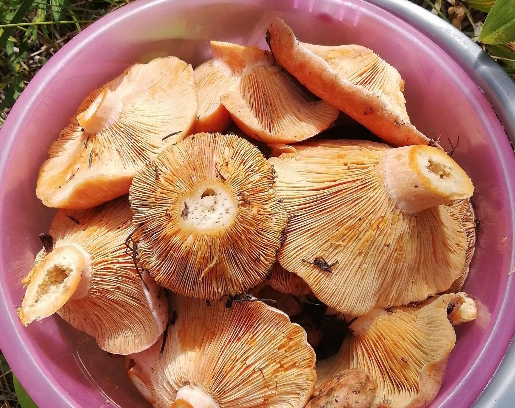 РЫЖИКИ РЕЦЕПТ ЗАСОЛКИ на ЗИМУ. КАК ПРИГОТОВИТЬ СОЛЕНЫЕ РЫЖИКИ смотреть онлайн