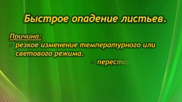 Проблемы комнатных растений. смотреть онлайн
