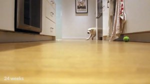 Как вырастет золотистый ретривер за 9 месяцев