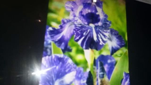 Ирисы Германика. Виды, посадка и уход. Астильба. Виды, посадка, уход. смотреть онлайн