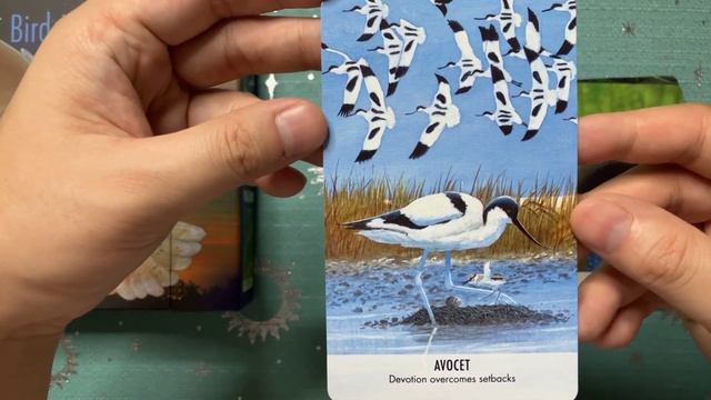 Bird Messages Oracle Flip Through (in HD) смотреть онлайн