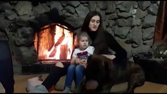 Как помочь бездомным животным смотреть онлайн