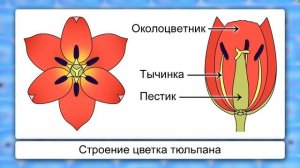 Класс Однодольные, семейство Лилейные. Видеоурок по биологии 6 класс