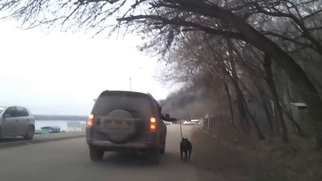 Гуляет с собакой смотреть онлайн