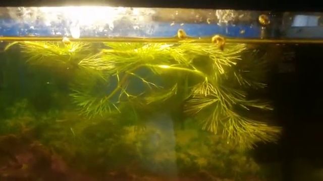 мальки гуппи и меченосцев в общем аквариуме смотреть онлайн