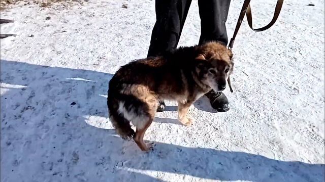 День открытых дверей в приюте для собак г. Ефремов смотреть онлайн