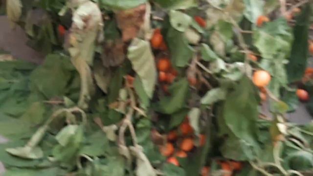 🟠PAPINES ANDINOS🥔lindas variedades CRECIENDO en invierno (EDIBLE PLANTS)🥔 (2022) смотреть онлайн