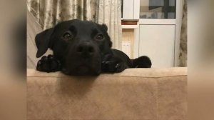 Честный обзор моющего пылесоса Kitfort KT-556. Плюсы и минусы