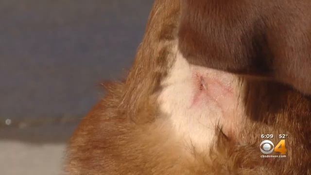 Pit Bull Attacks Dog At Dog Park, Owner Takes Off смотреть онлайн