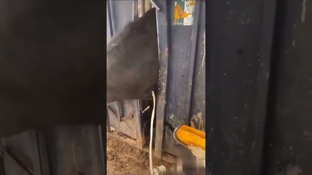 Гнойный волдырь смотреть онлайн