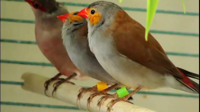 Martinu: Sonata #2 For Violin And Piano, H. 208 - I Allegro Moderato