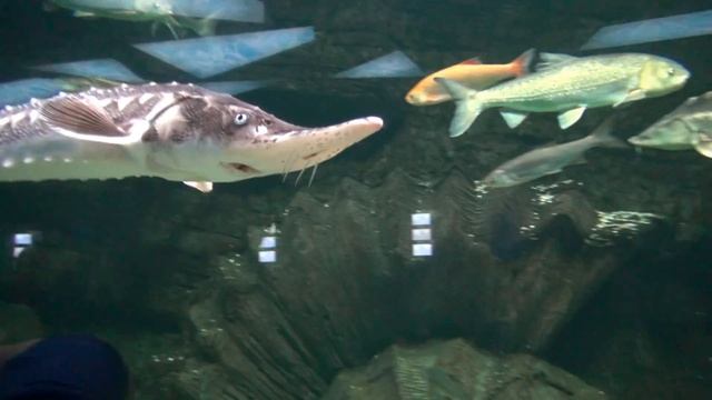 Дане 4 года! Поход в океанариум