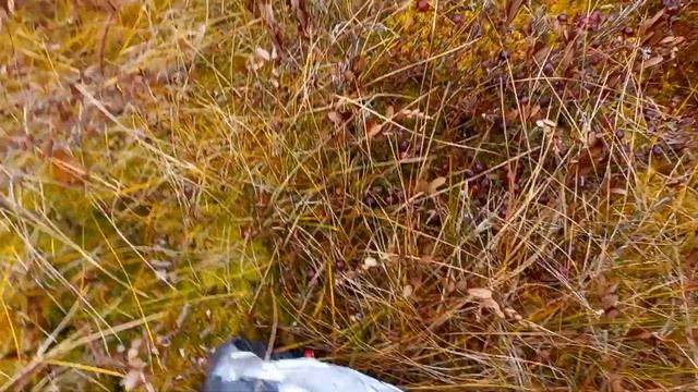 Быстрый и удобный способ сбора клюквы? смотреть онлайн