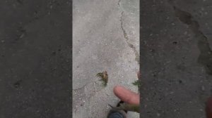как приручить прыткую ящерицу