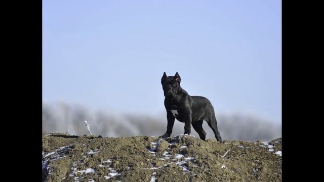 Итальянский Кане Корсо. смотреть онлайн