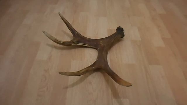 Лосиные рога(Moose antlers) смотреть онлайн