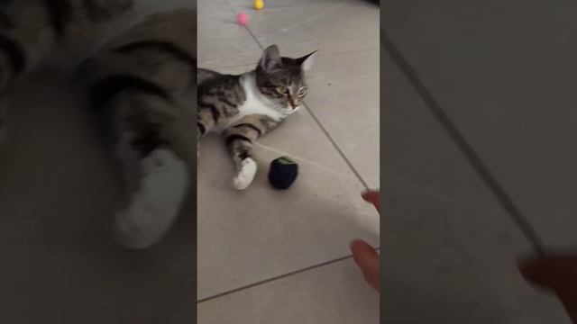 Знакомьтесь, это Ася!)) смотреть онлайн