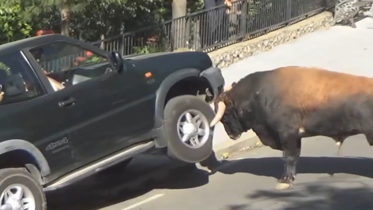 Проклятая природа ты страшная _ Смешные и страшные встречи с животными 4К - 1ЖЖ