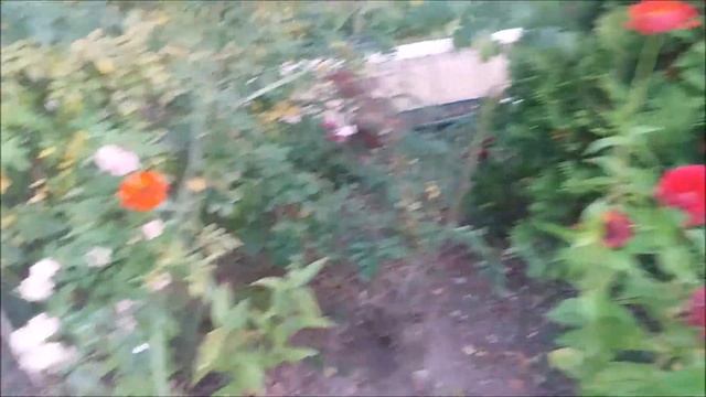 Оксана Наумова- Я убегу... #поэтесса #поэзия #яубегу #цветы смотреть онлайн