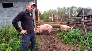 ЗА СКОЛЬКО 2 СВИНЬИ РАСЧИСТЯТ ЗАБРОШЕННЫЙ УЧАСТОК. ЖИЗНЬ ПРОСТЫХ ЛЮДЕЙ В ДЕРЕВНЕ