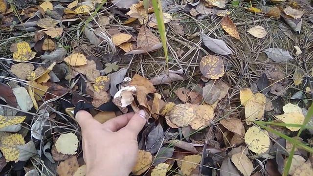 Опята в Ленинском смотреть онлайн