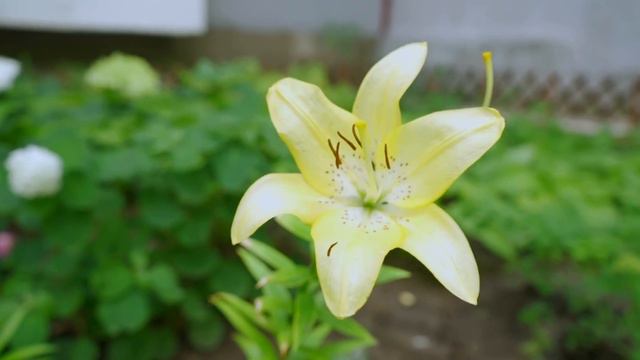 Геннадий Гуфман Ваш представитель в Верховной Раде смотреть онлайн