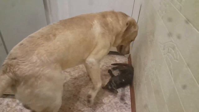Лабрадор и котенок канадского сфинкса смотреть онлайн