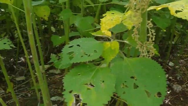 Ramie Plant (Boehmeria nivea) | Best of Natural Fiber смотреть онлайн