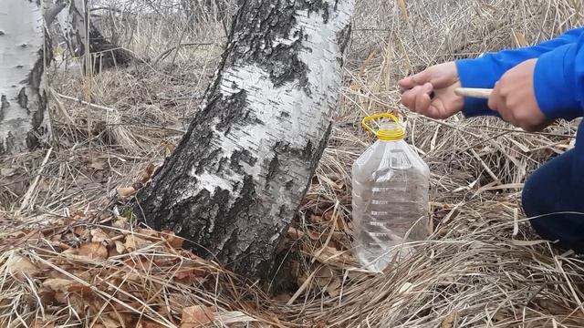 Как собирать БЕРЕЗОВЫЙ СОК!!! Простое приспособление для сбора.