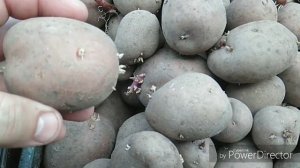 Яровизация картофеля перед посадкой.