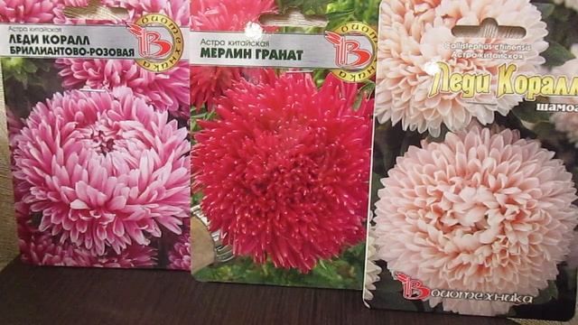 Подзимний посев астр.Нет суровой зимы-найдём выход.13.10.2019 смотреть онлайн