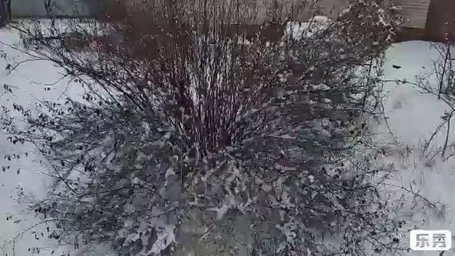 Зимний сад.Природа рядом.#зимнийсад #зима #relax смотреть онлайн