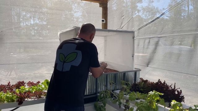 Growing Hydroponic Wasabi смотреть онлайн