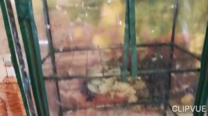 Мини парник на подоконник. Соберёт даже пенсионерка.