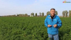 Абако F1  - гибрид ранней моркови от компании Seminis