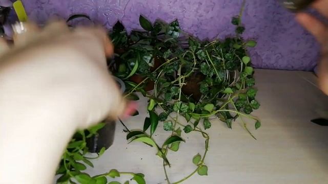Самые мелколистные хойи в моей коллекции. смотреть онлайн