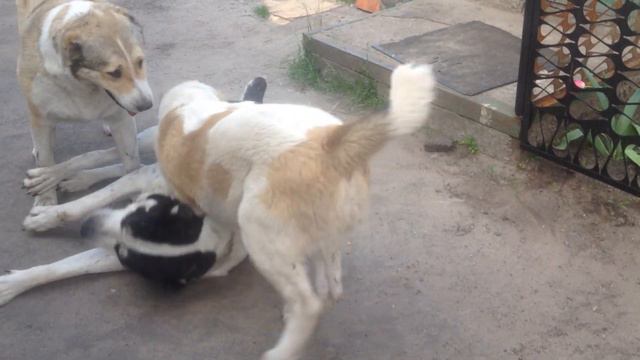 Питомник "КременьХан" Папа, мама и сынок смотреть онлайн