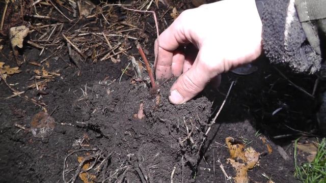 ХОСТЫ в саду - уход, пересадка, советы как растить хосту! Разные виды, примеры посадки смотреть онлайн