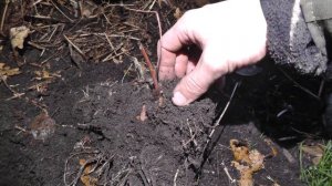 ХОСТЫ в саду - уход, пересадка, советы как растить хосту! Разные виды, примеры посадки