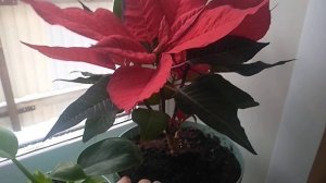 Пересадка Пуансеттии после покупки.