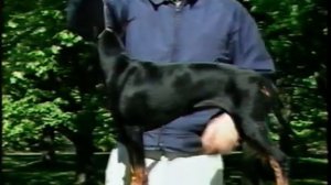 AKC Manchester Terrier Breed Video 1991